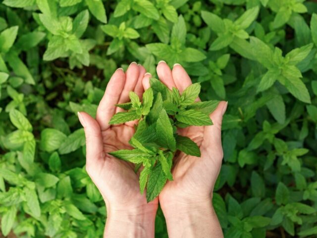 Kharmas Tulsi Puja: Tulsi Mata Stotram for Lord Vishnu's Blessings